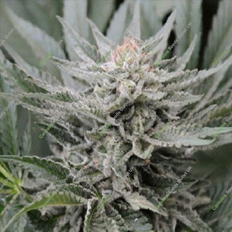 Coastal OG Feminized Marijuana Strain by 710 Genetics Seeds For Sale Online at Cannabis Seeds Outlet