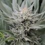Coastal OG Feminized Marijuana Strain by 710 Genetics Seeds For Sale Online at Cannabis Seeds Outlet