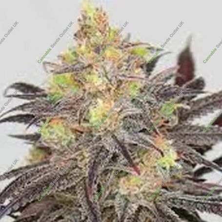 Dreamcatcher Feminized Marijuana Strain by 710 Genetics Seeds For Sale Online at Cannabis Seeds Outlet