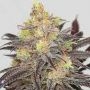 Dreamcatcher Feminized Marijuana Strain by 710 Genetics Seeds For Sale Online at Cannabis Seeds Outlet