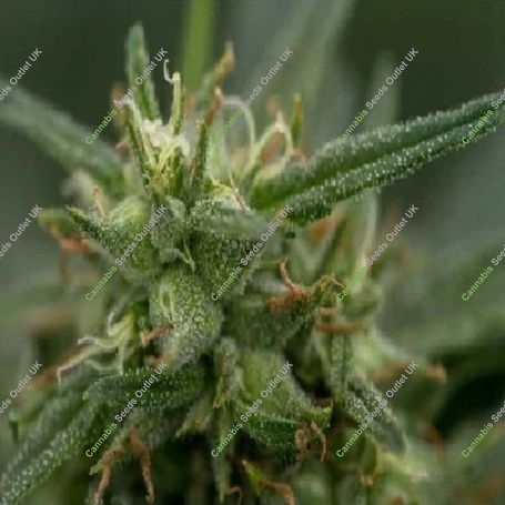 Fools Gold Feminized Marijuana Strain by 710 Genetics Seeds For Sale Online at Cannabis Seeds Outlet
