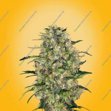 Fruity Widow Feminized Marijuana Strain by 710 Genetics Seeds For Sale Online at Cannabis Seeds Outlet