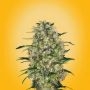 Fruity Widow Feminized Marijuana Strain by 710 Genetics Seeds For Sale Online at Cannabis Seeds Outlet
