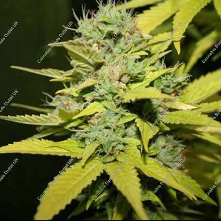 G13 Hashplant Feminized Marijuana Strain by 710 Genetics Seeds For Sale Online at Cannabis Seeds Outlet