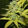 G13 Hashplant Feminized Marijuana Strain by 710 Genetics Seeds For Sale Online at Cannabis Seeds Outlet