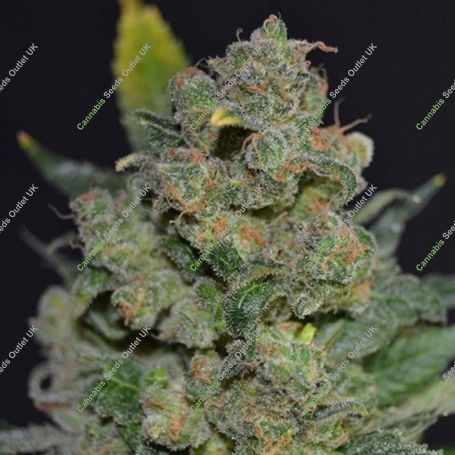 Lemon Aid Feminized Marijuana Strain by 710 Genetics Seeds For Sale Online at Cannabis Seeds Outlet