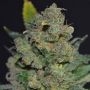 Lemon Aid Feminized Marijuana Strain by 710 Genetics Seeds For Sale Online at Cannabis Seeds Outlet