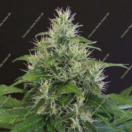 Lemon Candy Feminized Marijuana Strain by 710 Genetics Seeds For Sale Online at Cannabis Seeds Outlet