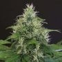 Lemon Candy Feminized Marijuana Strain by 710 Genetics Seeds For Sale Online at Cannabis Seeds Outlet