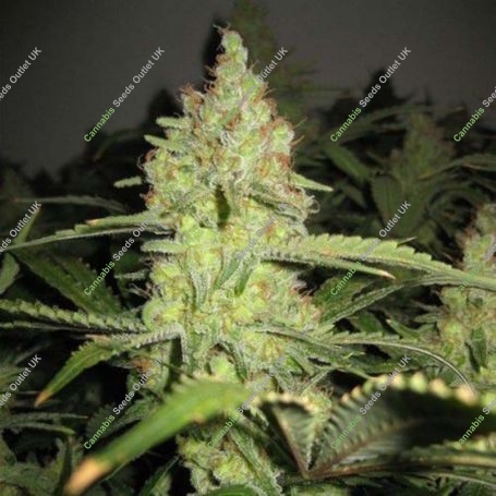 Lemon Pineapple Feminized Marijuana Strain by 710 Genetics Seeds For Sale Online at Cannabis Seeds Outlet