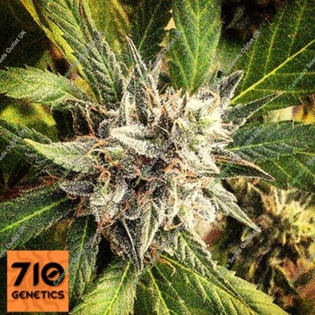 Lemonheads Feminized Marijuana Strain by 710 Genetics Seeds For Sale Online at Cannabis Seeds Outlet
