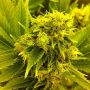 Leonarda Female 710 Genetics Cannabis Seeds