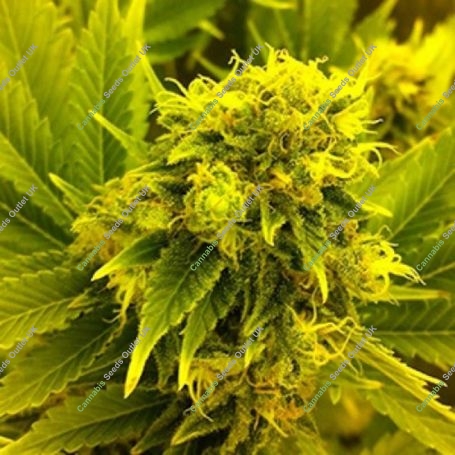 Leonarda Feminized Marijuana Strain by 710 Genetics Seeds For Sale Online at Cannabis Seeds Outlet