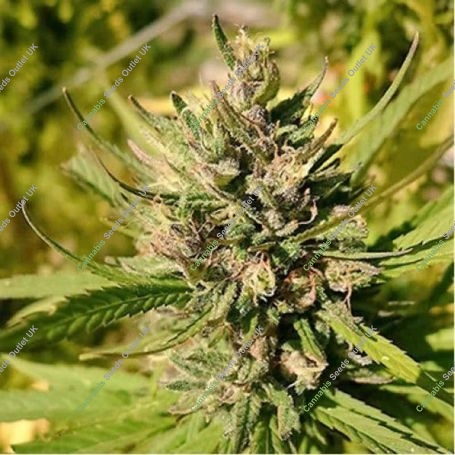 Majestic Lemon Feminized Marijuana Strain by 710 Genetics Seeds For Sale Online at Cannabis Seeds Outlet