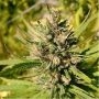 Majestic Lemon Feminized Marijuana Strain by 710 Genetics Seeds For Sale Online at Cannabis Seeds Outlet