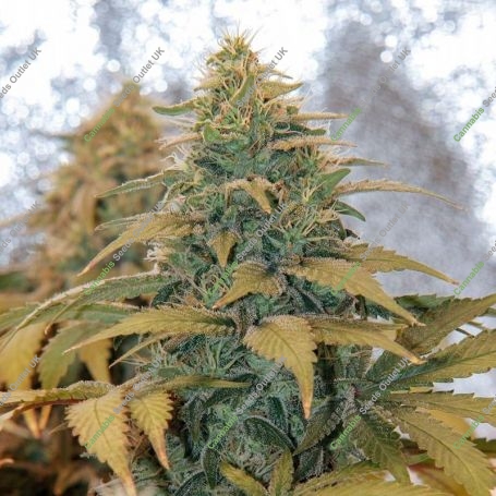 Mango Feminized Marijuana Strain by 710 Genetics Seeds For Sale Online at Cannabis Seeds Outlet