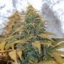 Mango Feminized Marijuana Strain by 710 Genetics Seeds For Sale Online at Cannabis Seeds Outlet