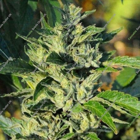 OG Feminized Marijuana Strain by 710 Genetics Seeds For Sale Online at Cannabis Seeds Outlet