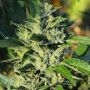 OG Feminized Marijuana Strain by 710 Genetics Seeds For Sale Online at Cannabis Seeds Outlet