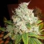 Black Kush Marijuana Strain by Our Own Weed Breeders For Sale Online at Cannabis Seeds Outlet