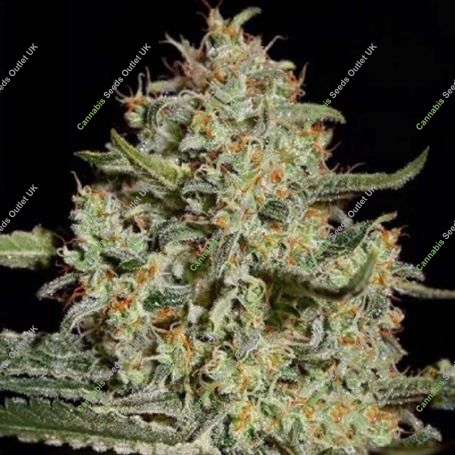 Black Diesel Marijuana Strain by Our Own Weed Breeders For Sale Online at Cannabis Seeds Outlet