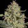 Black Diesel Marijuana Strain by Our Own Weed Breeders For Sale Online at Cannabis Seeds Outlet