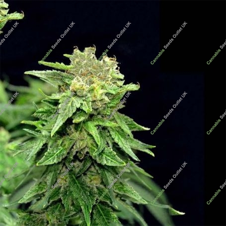 Blueberry Chunk Marijuana Strain by Our Own Weed Breeders For Sale Online at Cannabis Seeds Outlet