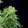 Blueberry Chunk Marijuana Strain by Our Own Weed Breeders For Sale Online at Cannabis Seeds Outlet