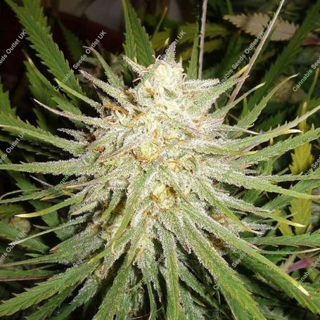 C99 Marijuana Strain by Our Own Weed Breeders For Sale Online at Cannabis Seeds Outlet