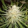 C99 Marijuana Strain by Our Own Weed Breeders For Sale Online at Cannabis Seeds Outlet