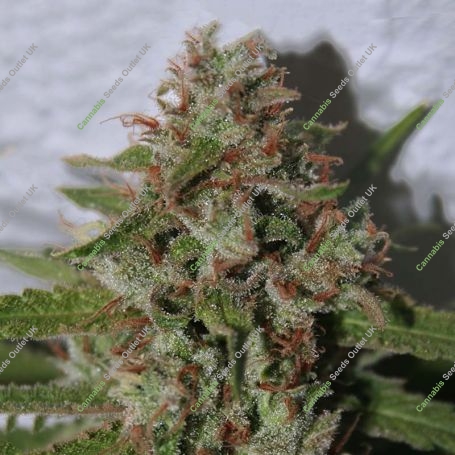 Cherry Amnesia Marijuana Strain by Our Own Weed Breeders For Sale Online at Cannabis Seeds Outlet