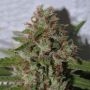Cherry Amnesia Marijuana Strain by Our Own Weed Breeders For Sale Online at Cannabis Seeds Outlet