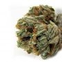 Cherry Amnesia by Cannabis Seeds Outlet THC Content Potency Strength CBD Height Yield Flowering Time Indica Sativa Genetics