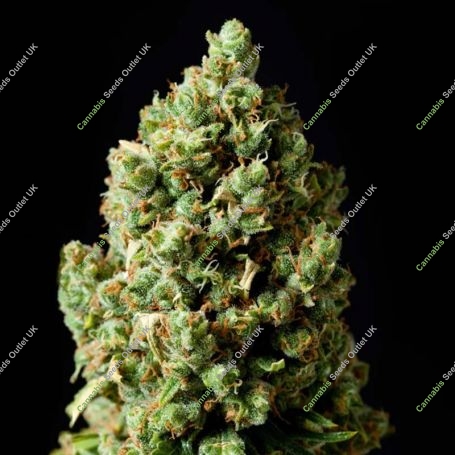 Chronic Lights Marijuana Strain by Our Own Weed Breeders For Sale Online at Cannabis Seeds Outlet