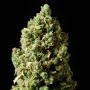 Chronic Lights Marijuana Strain by Our Own Weed Breeders For Sale Online at Cannabis Seeds Outlet
