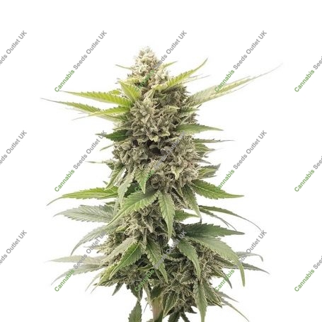 Critical Jack Marijuana Strain by Our Own Weed Breeders For Sale Online at Cannabis Seeds Outlet