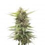 Critical Jack Marijuana Strain by Our Own Weed Breeders For Sale Online at Cannabis Seeds Outlet
