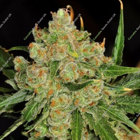 Critical Lights Marijuana Strain by Our Own Weed Breeders For Sale Online at Cannabis Seeds Outlet