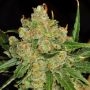 Critical Lights Marijuana Strain by Our Own Weed Breeders For Sale Online at Cannabis Seeds Outlet
