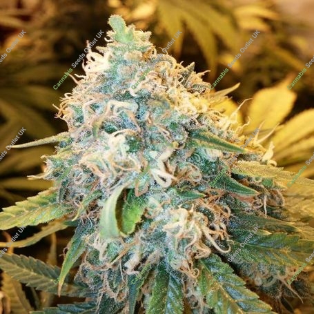 Double Big Blueberry Marijuana Strain by Our Own Weed Breeders For Sale Online at Cannabis Seeds Outlet