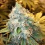 Double Big Blueberry Marijuana Strain by Our Own Weed Breeders For Sale Online at Cannabis Seeds Outlet