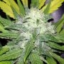 Exodus Cheese Marijuana Strain by Our Own Weed Breeders For Sale Online at Cannabis Seeds Outlet