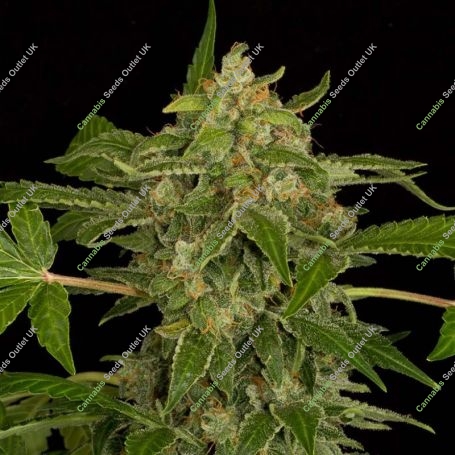 Exodus Marijuana Strain by Our Own Weed Breeders For Sale Online at Cannabis Seeds Outlet