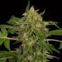 Exodus Marijuana Strain by Our Own Weed Breeders For Sale Online at Cannabis Seeds Outlet