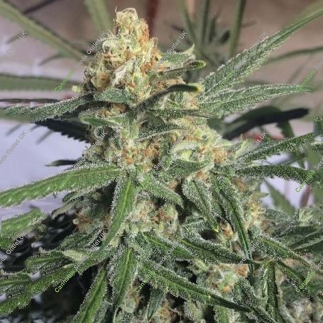 G13 Skunk Marijuana Strain by Our Own Weed Breeders For Sale Online at Cannabis Seeds Outlet