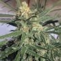 G13 Skunk Marijuana Strain by Our Own Weed Breeders For Sale Online at Cannabis Seeds Outlet