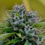 Gelato Jack Female Just Feminized Cannabis Seeds