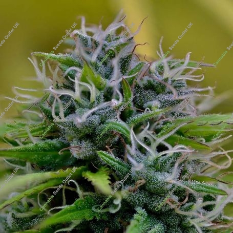 Gelato Jack Marijuana Strain by Our Own Weed Breeders For Sale Online at Cannabis Seeds Outlet