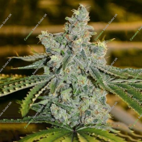 Incredible Green Crack Marijuana Strain by Our Own Weed Breeders For Sale Online at Cannabis Seeds Outlet