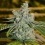 Incredible Green Crack Marijuana Strain by Our Own Weed Breeders For Sale Online at Cannabis Seeds Outlet